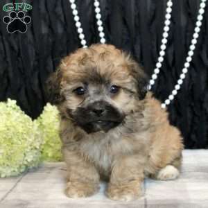 Victor, Shih Tzu Mix Puppy