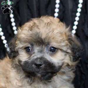 Victor, Shih Tzu Mix Puppy