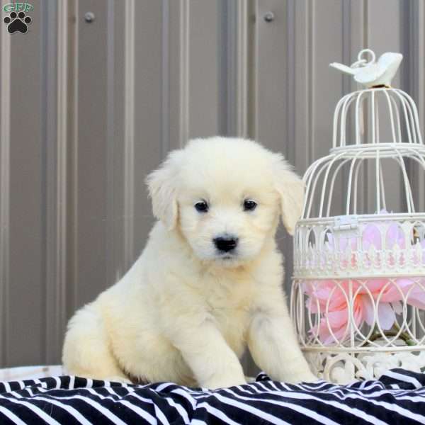 Viki, English Cream Golden Retriever Puppy