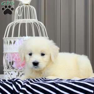 Viki, English Cream Golden Retriever Puppy
