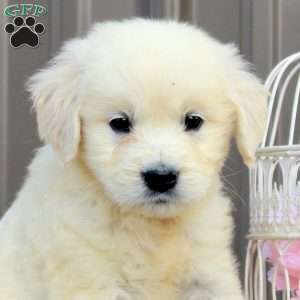 Viki, English Cream Golden Retriever Puppy
