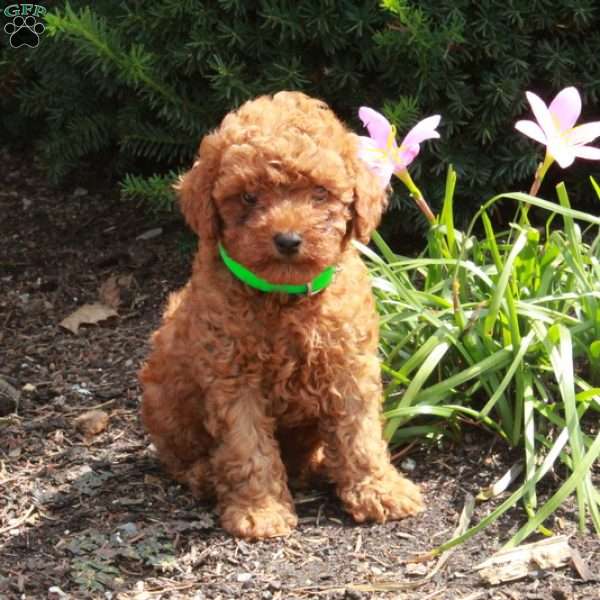 Vince, Miniature Poodle Puppy