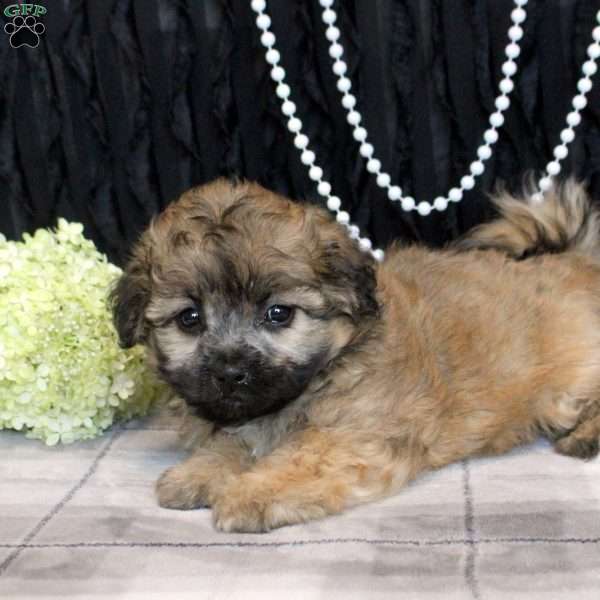 Violet, Shih Tzu Mix Puppy