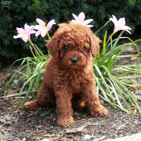 Violet, Miniature Poodle Puppy