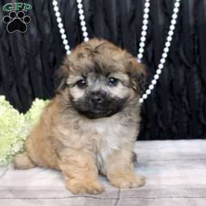 Violet, Shih Tzu Mix Puppy