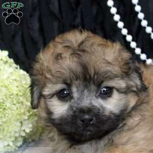 Violet, Shih Tzu Mix Puppy