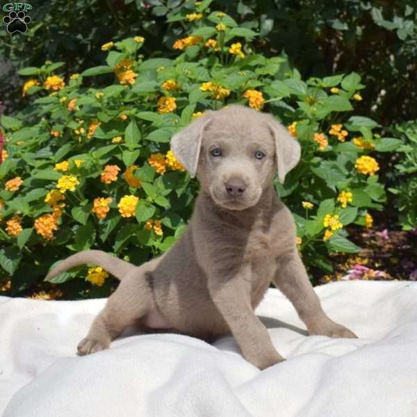 Viper, Silver Labrador Retriever Puppy