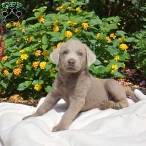 Viper, Silver Labrador Retriever Puppy