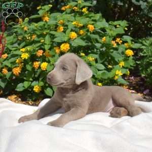Viper, Silver Labrador Retriever Puppy