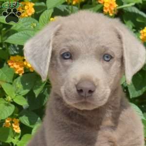 Viper, Silver Labrador Retriever Puppy