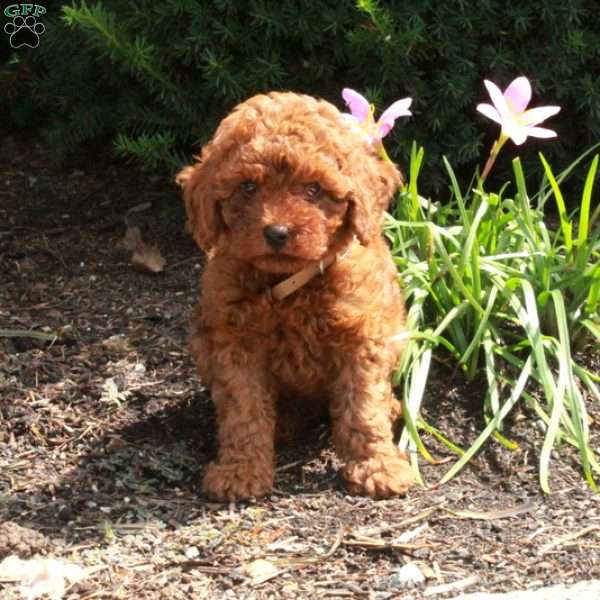 Vivienne, Miniature Poodle Puppy