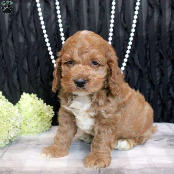 Wade, Cockapoo Puppy