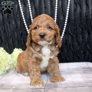 Wade, Cockapoo Puppy