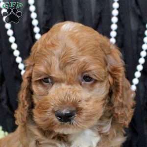 Wade, Cockapoo Puppy
