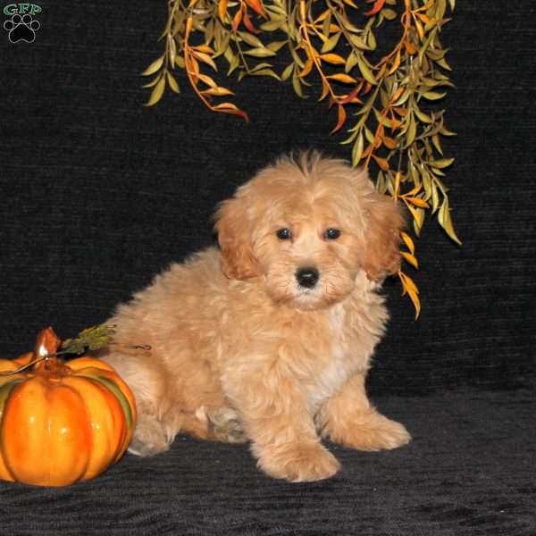 Waffles, Bich-Poo Puppy