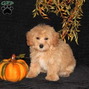 Waffles, Bich-Poo Puppy