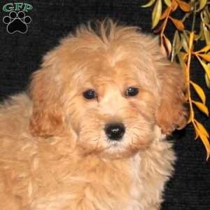 Waffles, Bich-Poo Puppy