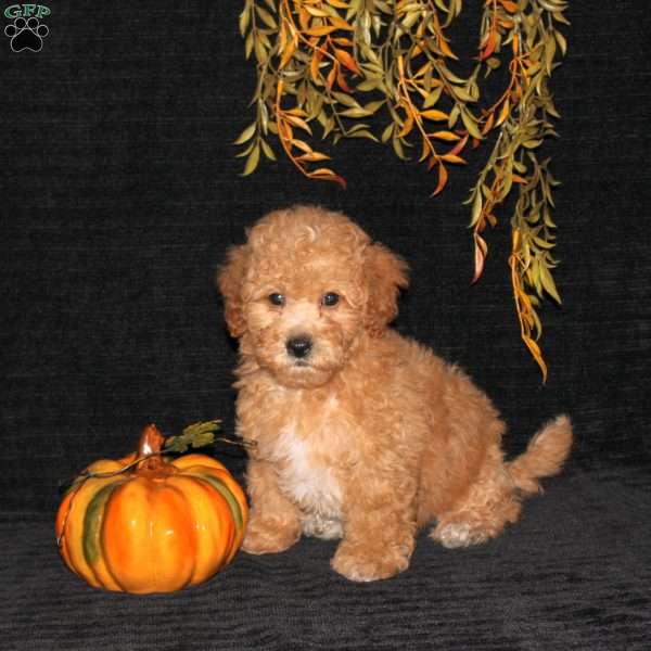 Waldo, Bich-Poo Puppy