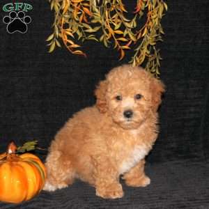 Waldo, Bich-Poo Puppy