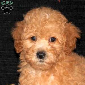 Waldo, Bich-Poo Puppy