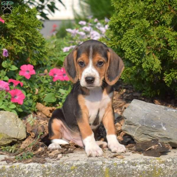 Walker, Beagle Puppy