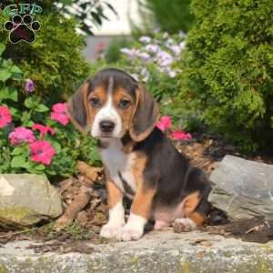 Walker, Beagle Puppy