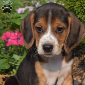 Walker, Beagle Puppy