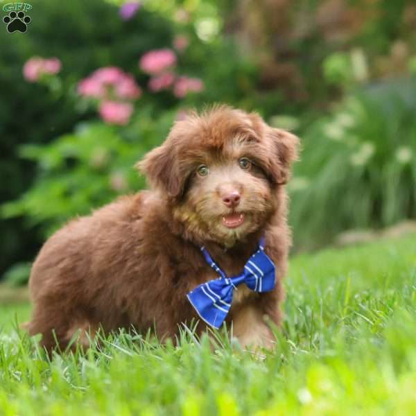 Walter, Mini Aussiedoodle Puppy