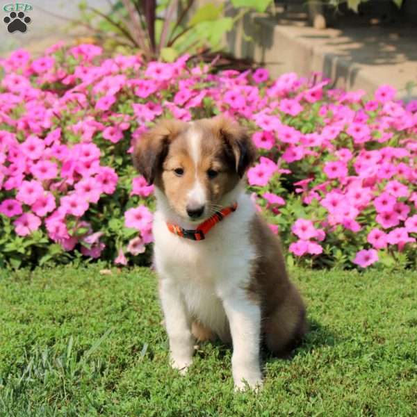 Walter, Sheltie Puppy
