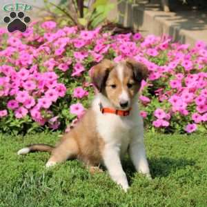 Walter, Sheltie Puppy