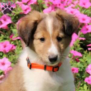 Walter, Sheltie Puppy