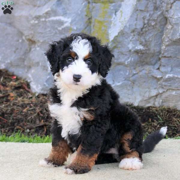 Wanda, Mini Bernedoodle Puppy
