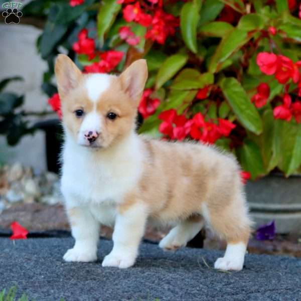 Wanda, Pembroke Welsh Corgi Puppy
