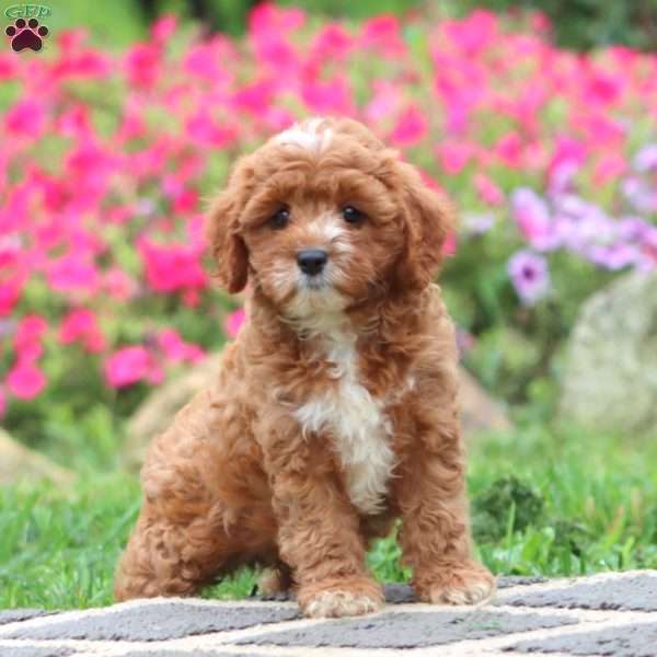 Wanda, Cavapoo Puppy