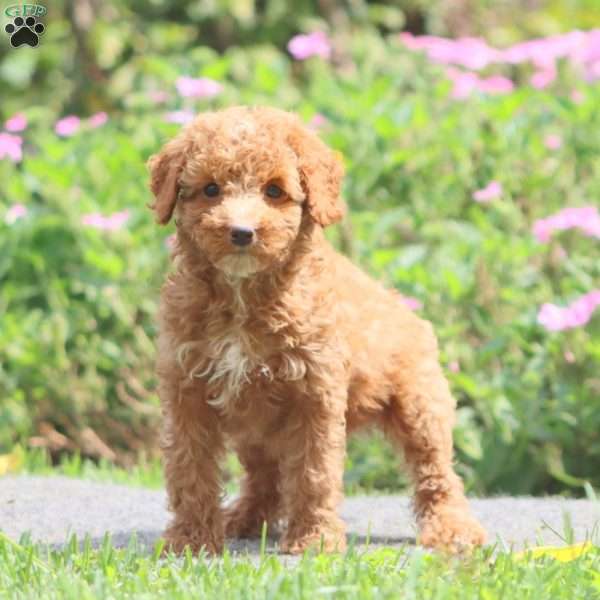 Wanda, Mini Goldendoodle Puppy