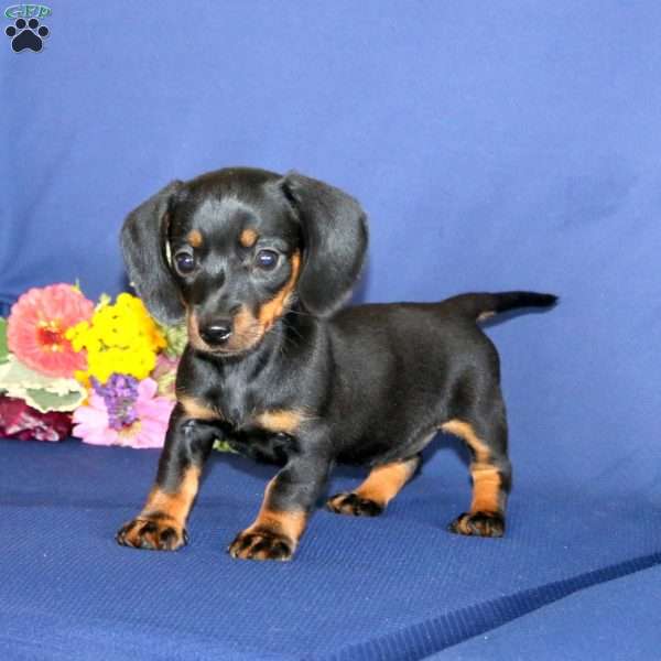 Wanda, Dachshund Puppy
