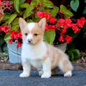 Wanda, Pembroke Welsh Corgi Puppy