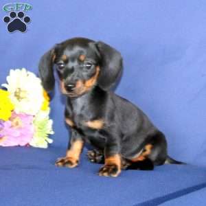 Wanda, Dachshund Puppy