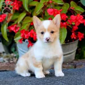 Wanda, Pembroke Welsh Corgi Puppy