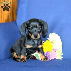 Wanda, Dachshund Puppy