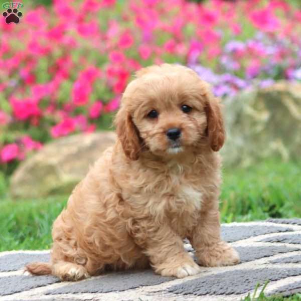 Watson, Cavapoo Puppy