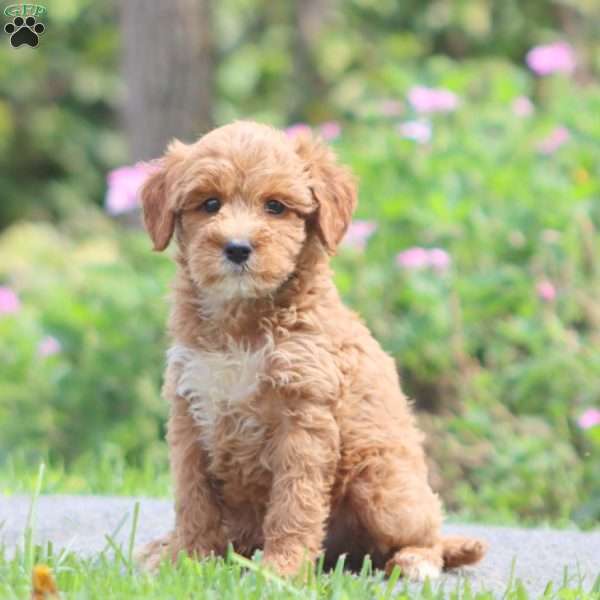 Watson, Mini Goldendoodle Puppy