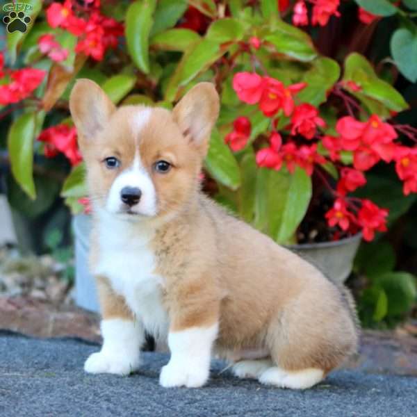Watson, Pembroke Welsh Corgi Puppy