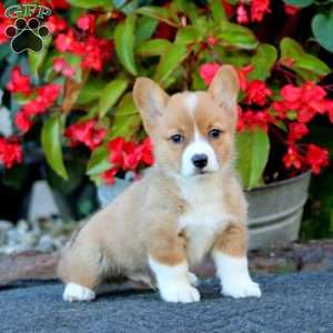 Watson, Pembroke Welsh Corgi Puppy