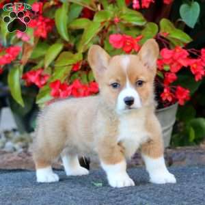 Watson, Pembroke Welsh Corgi Puppy