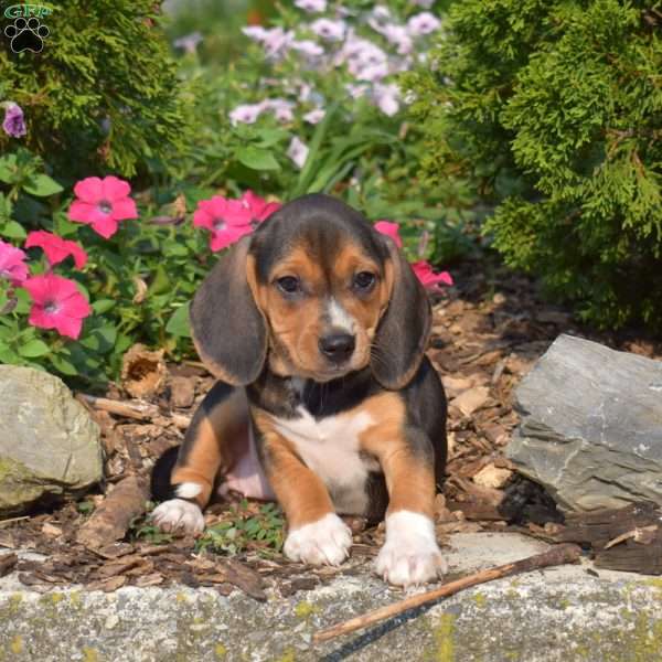 Waverly, Beagle Puppy