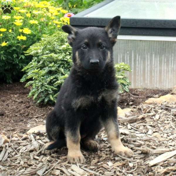 Waverly, German Shepherd Puppy