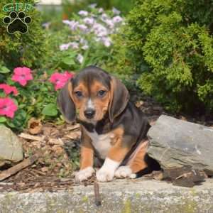 Waverly, Beagle Puppy