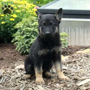 Waverly, German Shepherd Puppy