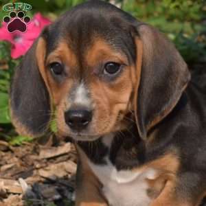 Waverly, Beagle Puppy